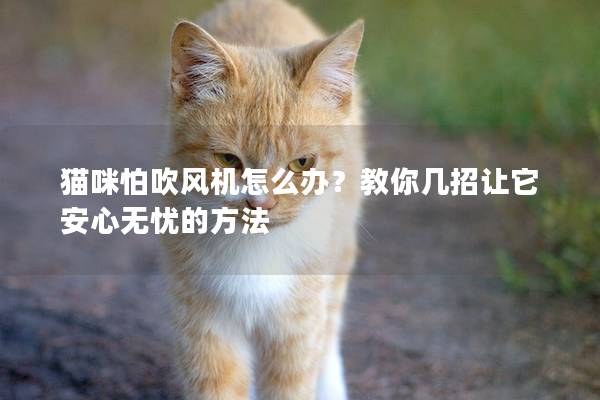 猫咪怕吹风机怎么办？教你几招让它安心无忧的方法