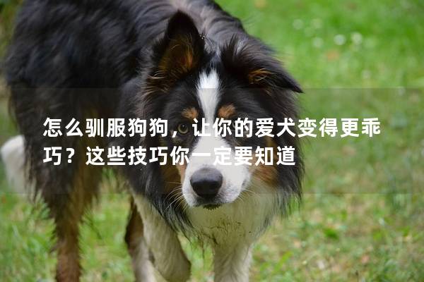 怎么驯服狗狗，让你的爱犬变得更乖巧？这些技巧你一定要知道