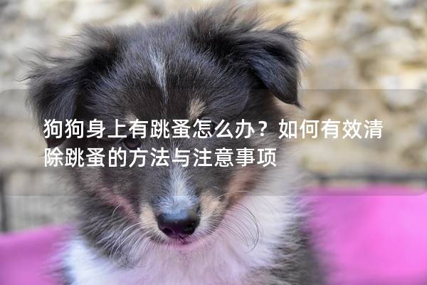 狗狗身上有跳蚤怎么办？如何有效清除跳蚤的方法与注意事项