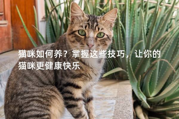 猫咪如何养？掌握这些技巧，让你的猫咪更健康快乐