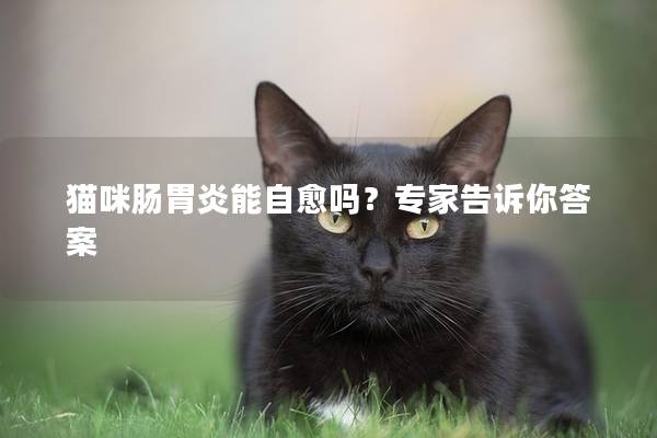 猫咪肠胃炎能自愈吗？专家告诉你答案