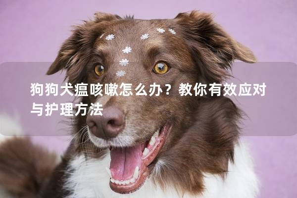 狗狗犬瘟咳嗽怎么办？教你有效应对与护理方法