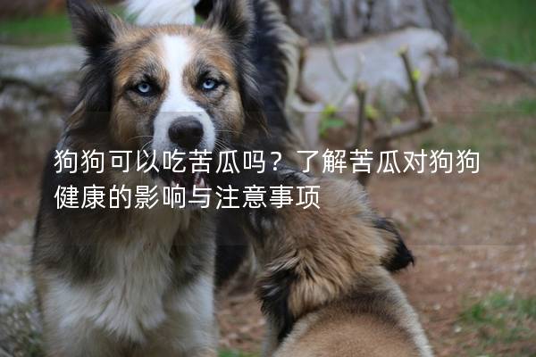 狗狗可以吃苦瓜吗？了解苦瓜对狗狗健康的影响与注意事项