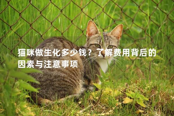 猫咪做生化多少钱？了解费用背后的因素与注意事项