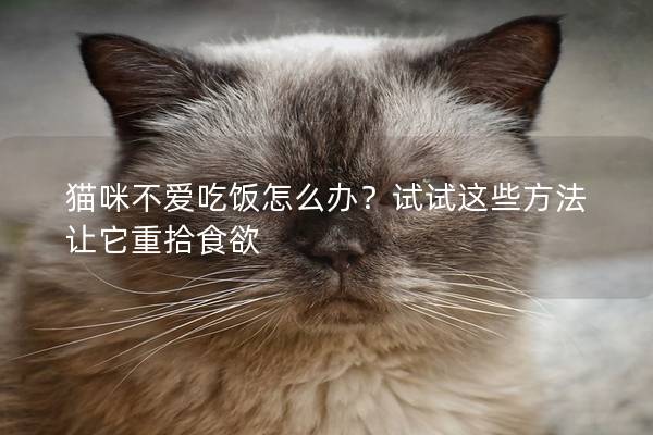 猫咪不爱吃饭怎么办？试试这些方法让它重拾食欲