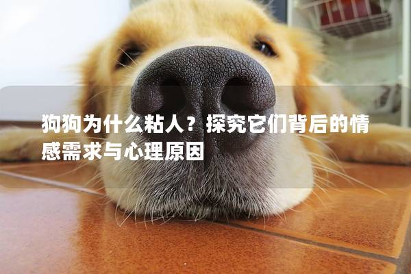 狗狗为什么粘人？探究它们背后的情感需求与心理原因