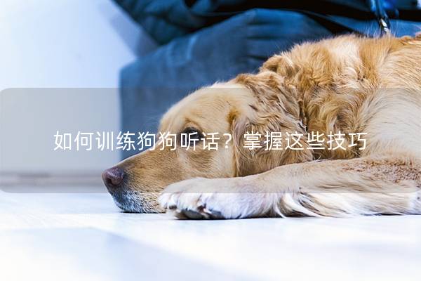 如何训练狗狗听话？掌握这些技巧