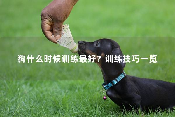 狗什么时候训练最好？训练技巧一览