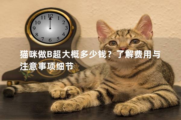 猫咪做B超大概多少钱？了解费用与注意事项细节