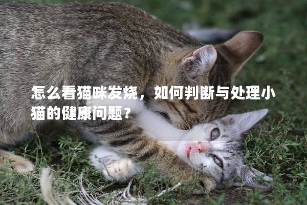 怎么看猫咪发烧，如何判断与处理小猫的健康问题？