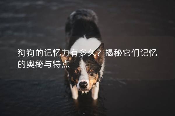 狗狗的记忆力有多久？揭秘它们记忆的奥秘与特点