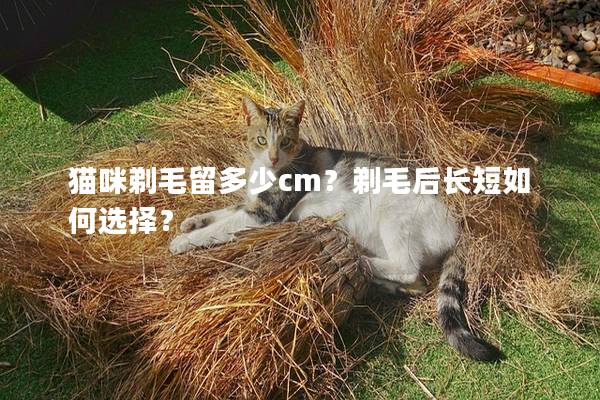 猫咪剃毛留多少cm？剃毛后长短如何选择？