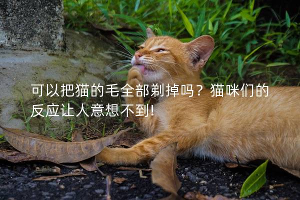 可以把猫的毛全部剃掉吗？猫咪们的反应让人意想不到!