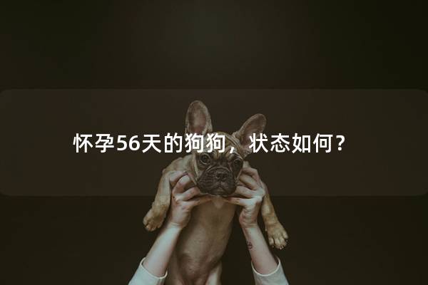 怀孕56天的狗狗，状态如何？