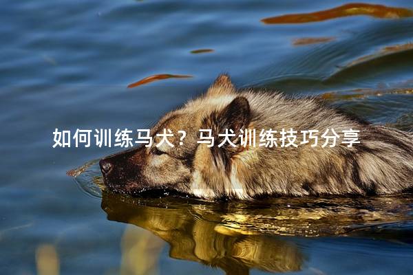 如何训练马犬？马犬训练技巧分享