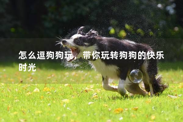 怎么逗狗狗玩，带你玩转狗狗的快乐时光