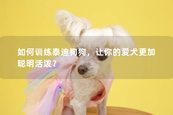 如何训练泰迪狗狗，让你的爱犬更加聪明活泼？