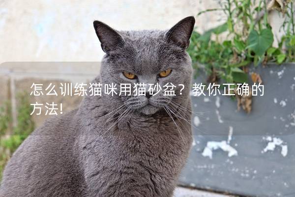 怎么训练猫咪用猫砂盆？教你正确的方法!