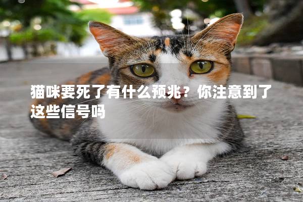 猫咪要死了有什么预兆？你注意到了这些信号吗