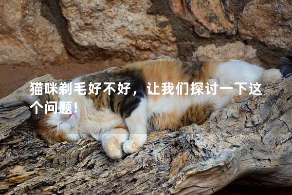 猫咪剃毛好不好，让我们探讨一下这个问题!