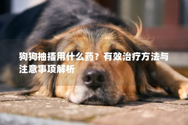 狗狗抽搐用什么药？有效治疗方法与注意事项解析