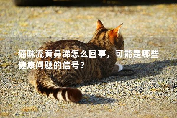 猫咪流黄鼻涕怎么回事，可能是哪些健康问题的信号？