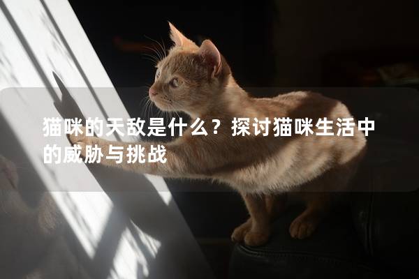 猫咪的天敌是什么？探讨猫咪生活中的威胁与挑战