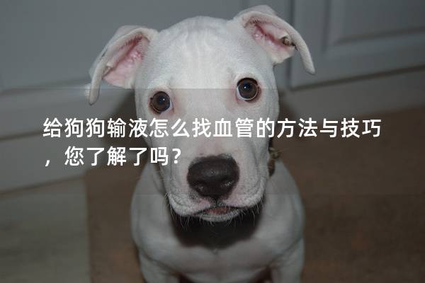 给狗狗输液怎么找血管的方法与技巧，您了解了吗？