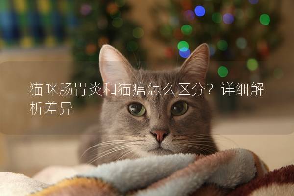 猫咪肠胃炎和猫瘟怎么区分？详细解析差异