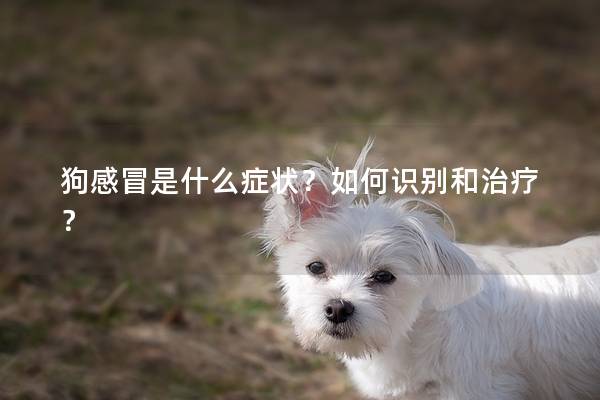 狗感冒是什么症状？如何识别和治疗？