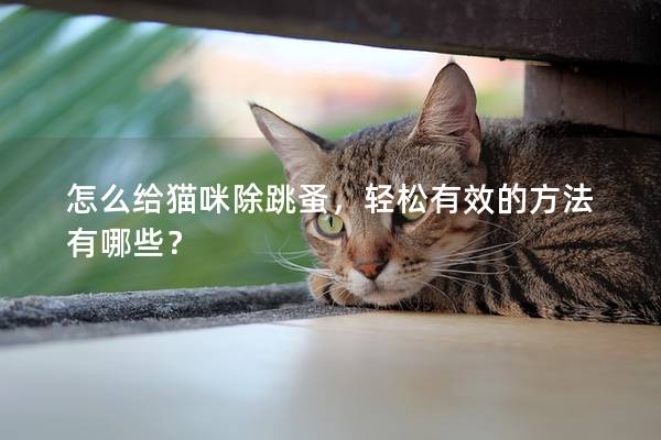 怎么给猫咪除跳蚤，轻松有效的方法有哪些？