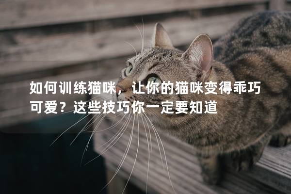 如何训练猫咪，让你的猫咪变得乖巧可爱？这些技巧你一定要知道