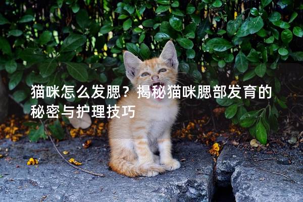 猫咪怎么发腮？揭秘猫咪腮部发育的秘密与护理技巧