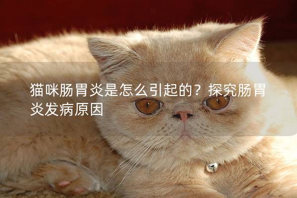 猫咪肠胃炎是怎么引起的？探究肠胃炎发病原因