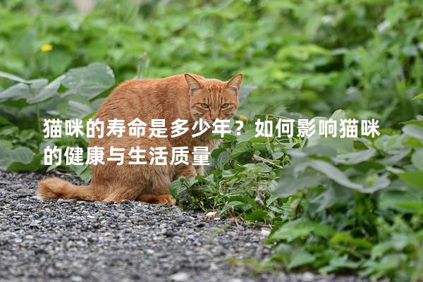 猫咪的寿命是多少年？如何影响猫咪的健康与生活质量