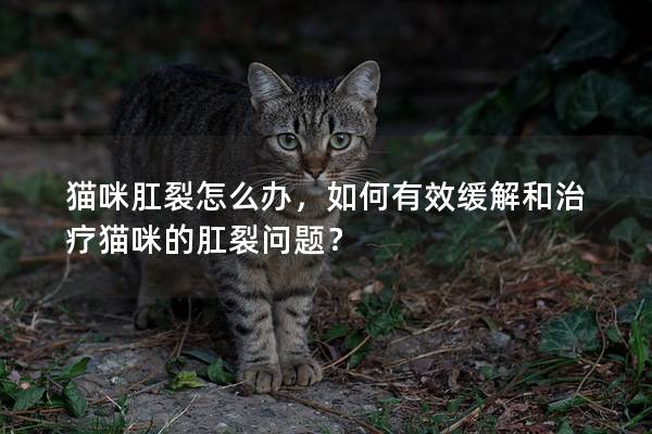 猫咪肛裂怎么办，如何有效缓解和治疗猫咪的肛裂问题？