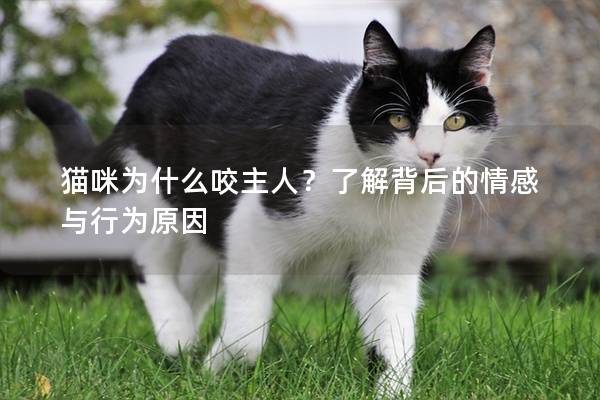 猫咪为什么咬主人？了解背后的情感与行为原因