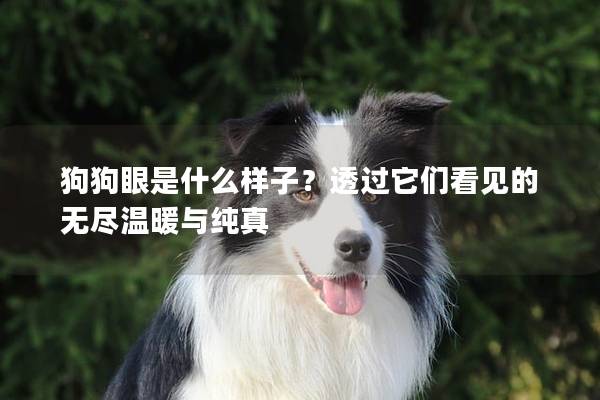 狗狗眼是什么样子？透过它们看见的无尽温暖与纯真