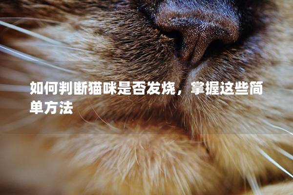 如何判断猫咪是否发烧，掌握这些简单方法