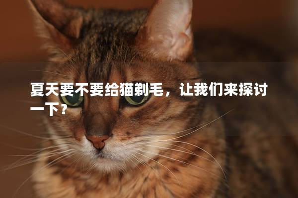 夏天要不要给猫剃毛，让我们来探讨一下？