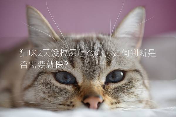 猫咪2天没拉屎怎么办，如何判断是否需要就医？