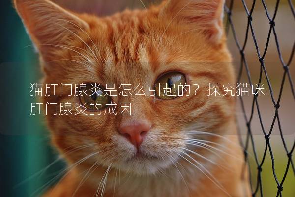 猫肛门腺炎是怎么引起的？探究猫咪肛门腺炎的成因