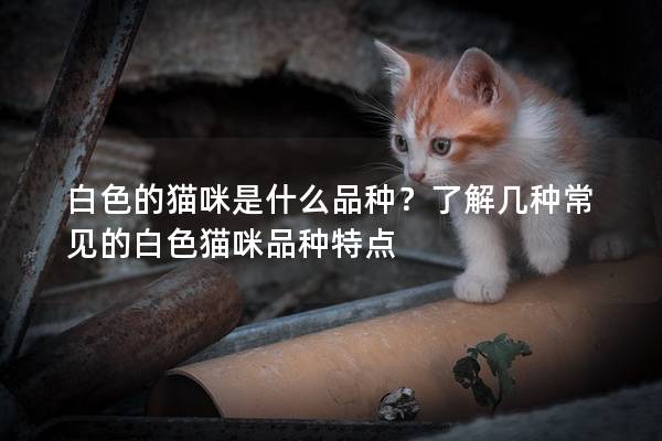 白色的猫咪是什么品种？了解几种常见的白色猫咪品种特点