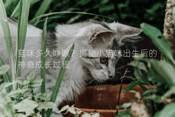 猫咪多久睁眼？揭秘小猫咪出生后的神奇成长过程