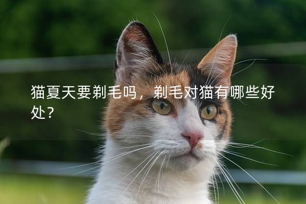 猫夏天要剃毛吗，剃毛对猫有哪些好处？