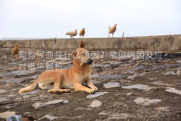 狗狗尿血是什么原因？常见病因及应对措施解析