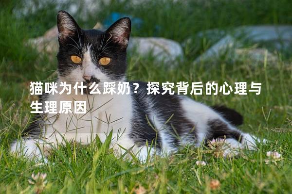 猫咪为什么踩奶？探究背后的心理与生理原因