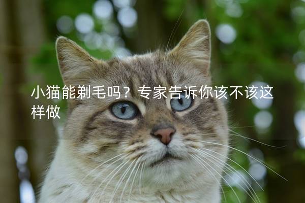 小猫能剃毛吗？专家告诉你该不该这样做