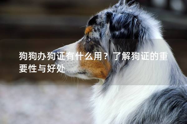 狗狗办狗证有什么用？了解狗证的重要性与好处