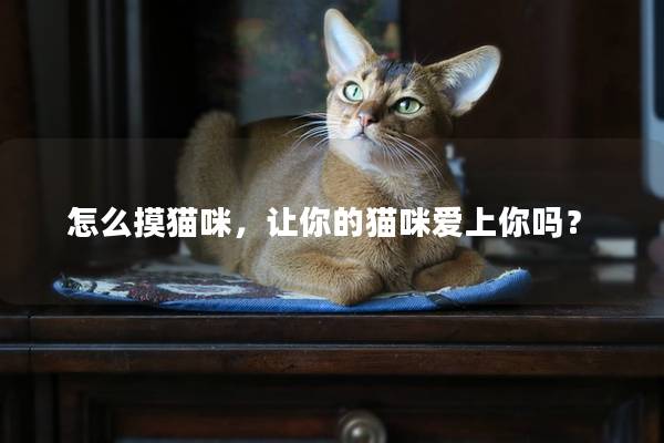 怎么摸猫咪，让你的猫咪爱上你吗？